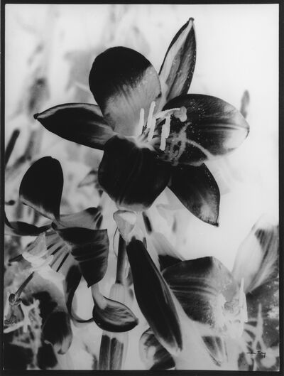 Man Ray, Lilien (1925/1959), Negativ-Fotografie, Museum Abteiberg