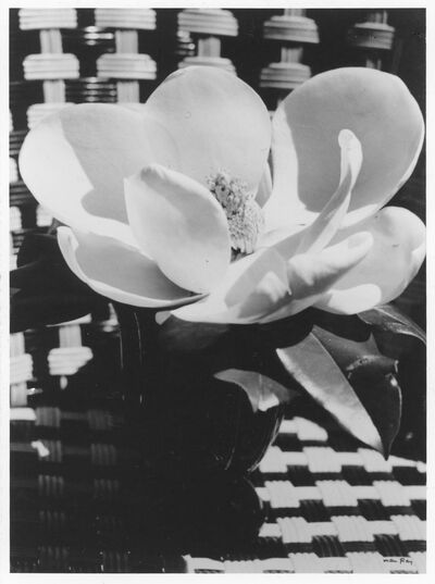 Man Ray, Seerosenblüte (1925/1959), Fotografie, Museum Abteiberg